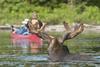 Moose in Algonquin