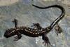 salamander