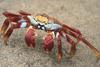 arthropod