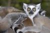 lemurs