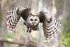 owl