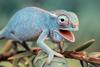 reptiles