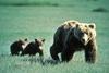 bears