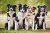 dogs