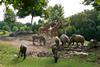 beauval 1