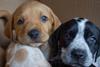 Polhome puppy trade pic upload jtr5gh