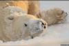 Polar bear