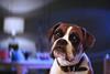 John lewis buster