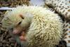 Albino hedgehog
