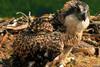 Osprey chick