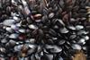 Mussels