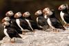 Puffin