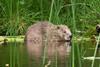 Adult beaver at Knapdale