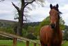 horse