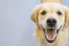 Hearing dog