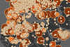 Every Recorded Meteorite Impact on Earth
