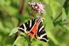euplagia-quadripunctaria-c-jean-pol-grandmont-cc-by-3.0
