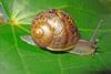 Garden snail