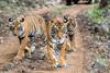 tiger-safari-in-india