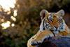 russ-maclaughlin-tiger-flipped
