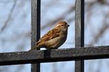 House sparrow