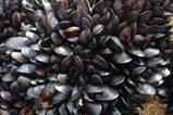 Mussels