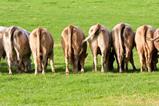 Cows