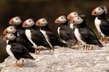 Puffin