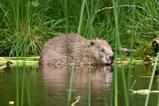 Adult beaver at Knapdale
