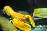 lobster