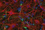 Murine neurons