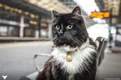 Felix the Huddersfield Station cat
