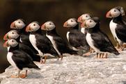 Puffin