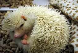 Albino hedgehog