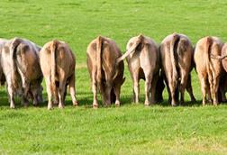Cows