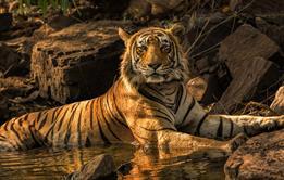 tiger7-andrew-james