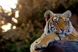 russ-maclaughlin-tiger-flipped