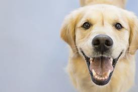 Hearing dog