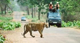 tadoba-national-park1