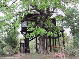 pench-earth-lodhe-tree-house