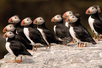 Puffin