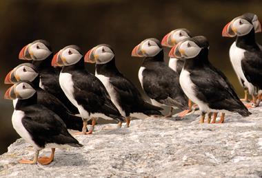Puffin