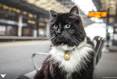 Felix the Huddersfield Station cat