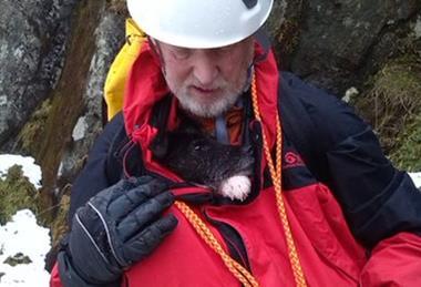 Rescued dog