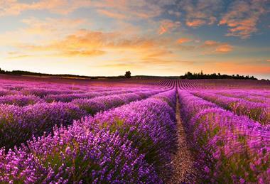 lavender-field-at-sunrise-provence-france