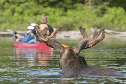 Moose in Algonquin