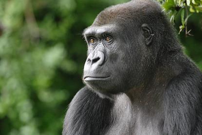 gorilla