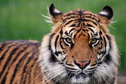 tiger