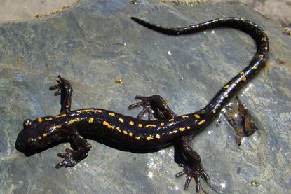 salamander