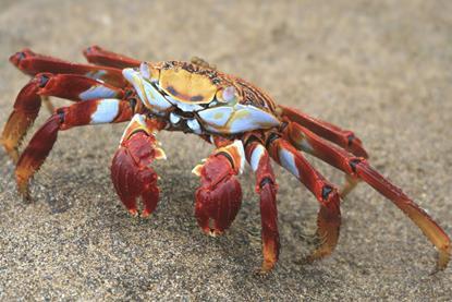 arthropod